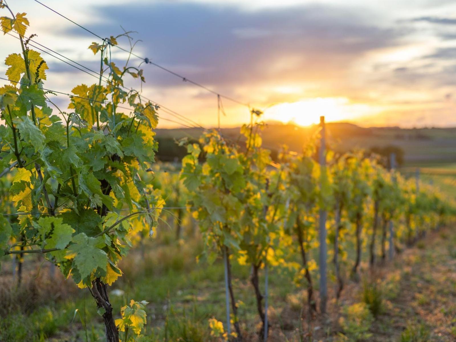 Paradis Des Vignes Birac  Værelse billede